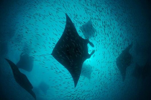 manta2
