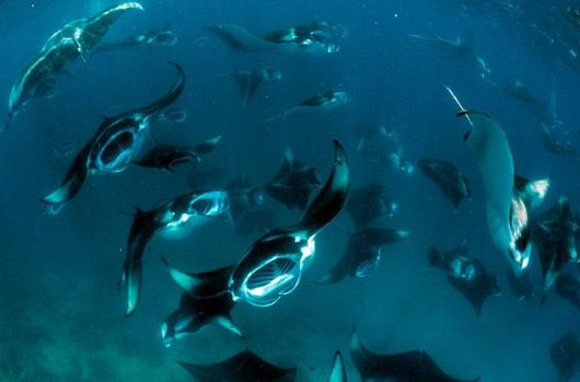mantarays