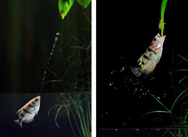 Archer Fish (Toxotes jaculatrix) Archer Fish (Toxotes jaculatrix)