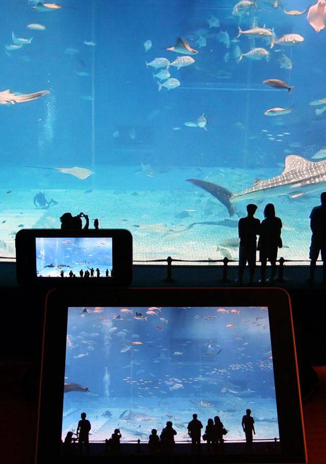 aquarium aquarium