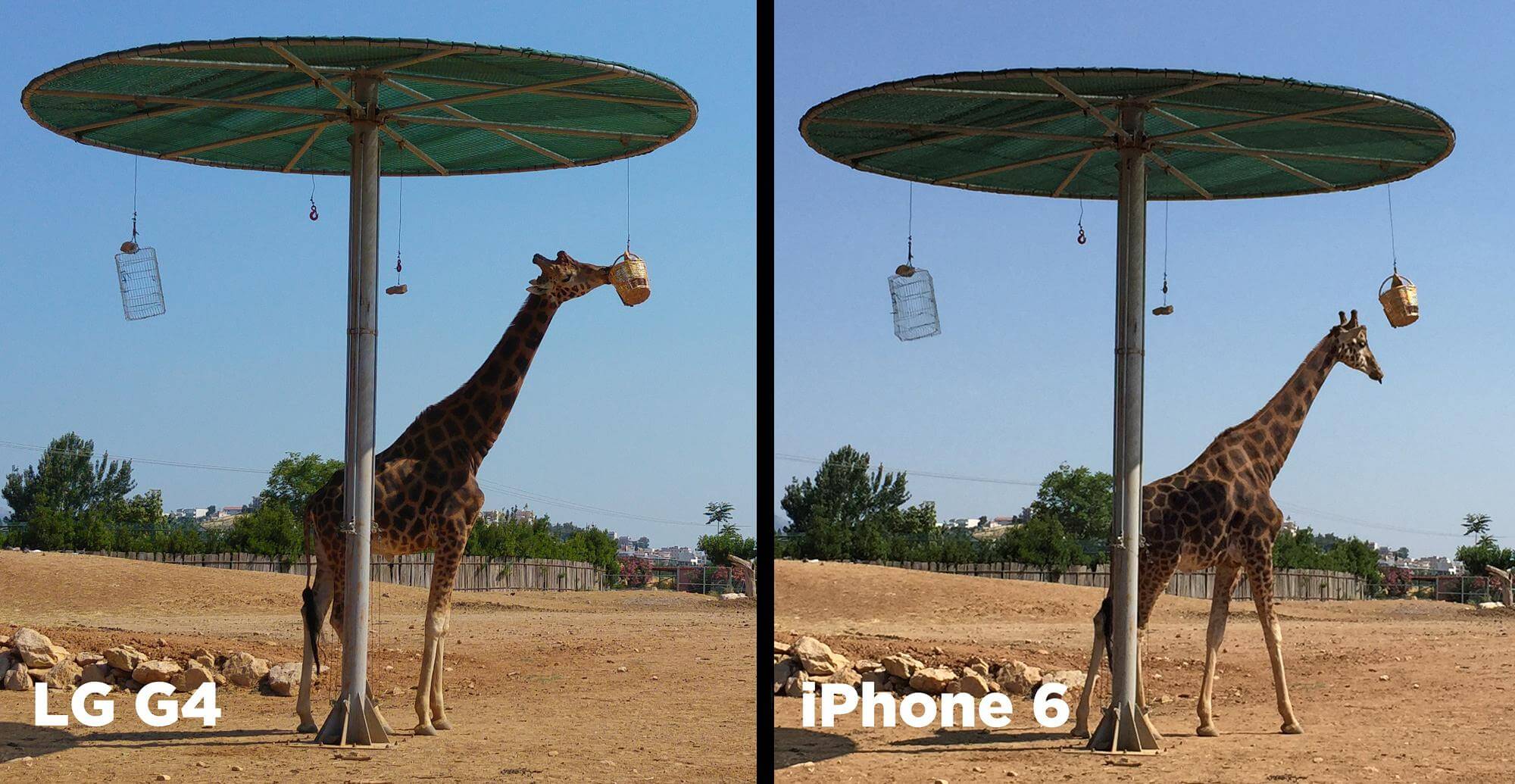 LGG4_iPhone_Giraffes