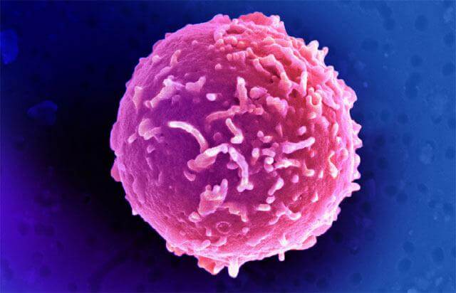 stemcell