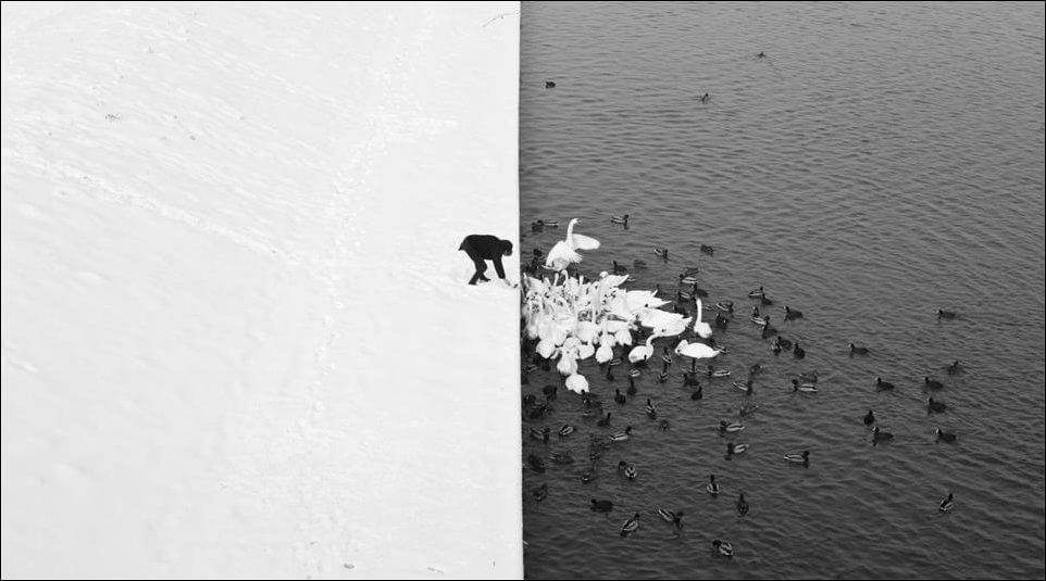 ducks