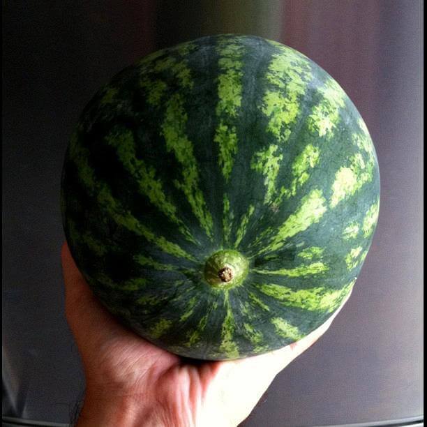 round_melon