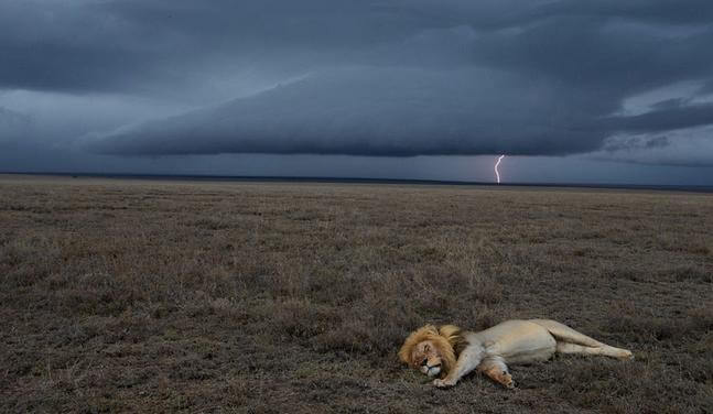 serengeti_lion